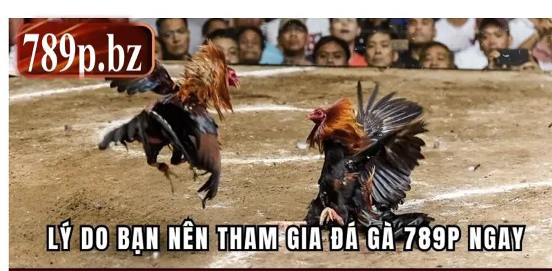 Lý do bạn nên tham gia đá gà 789P ngay