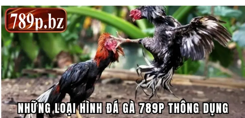 Những loại hình đá gà 789P thông dụng