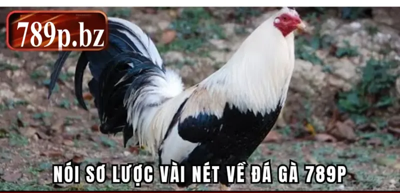 Nói sơ lược vài nét về đá gà 789P